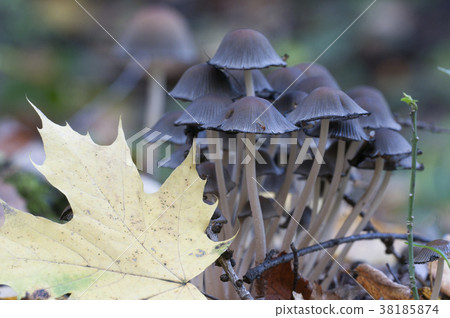 Coprinus atramentarius mushrooms 38185874