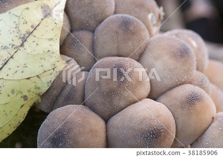 Puffball mushrooms on a stump 38185906