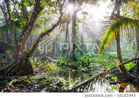 Jungle in Costa Rica 38185943