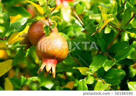 Pomegranates on tree 38186590