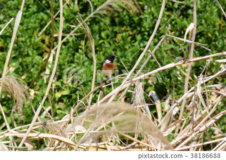 草的Nobitaki 38186688