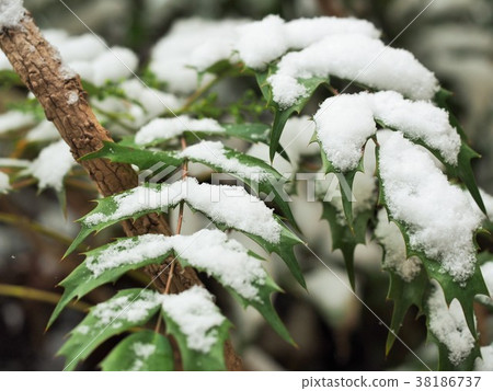 在霍莉天空葉子的雪 38186737
