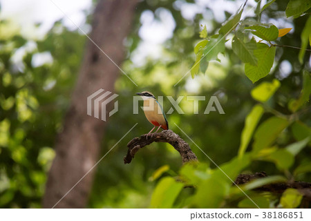 Indian Pitta, Pitta brachyura, Bandhavgarh Tiger 38186851