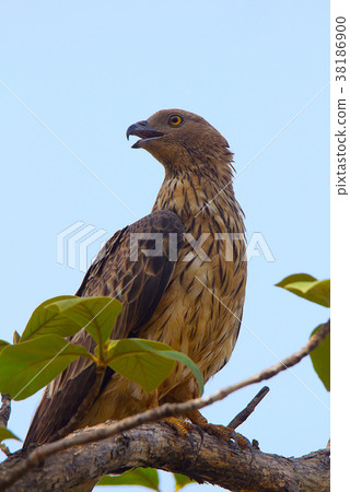 Oriental Honey Buzzard, Pernis ptilorhynchus 38186900