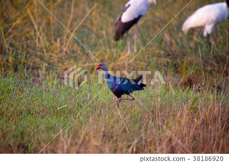 Purple Moorhen, Porphyrio porphyrio, Tadoba 38186920