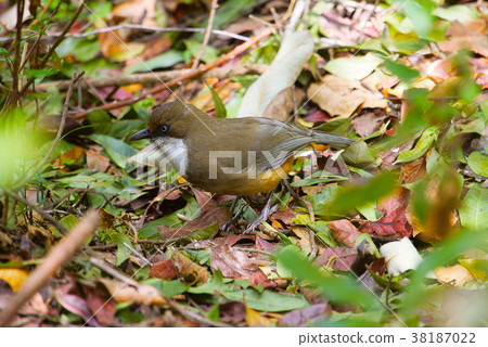White Throated Laughing Thrush, Garrulax 38187022