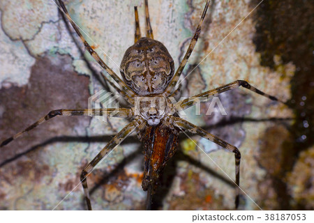 Two tailed spider, Hersilia savignyi with kill Two tailed spider, Hersilia savignyi with kill 38187053