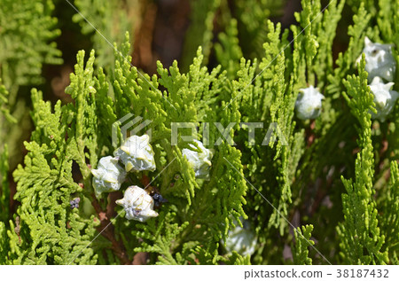 Concha Concha 38187432