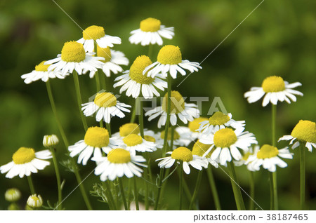 菊花,非洲菊,紫色花,白色花,辛香,草藥,藥用植物,香草,香草植物 菊花,非洲菊,紫色花,白色花,辛香,草藥,藥用植物,香草,香草植物 38187465