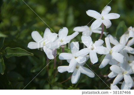薰茉莉,茉莉花,紫色花,白色花,辛香,草藥,藥用植物,香草,香草植物 38187466