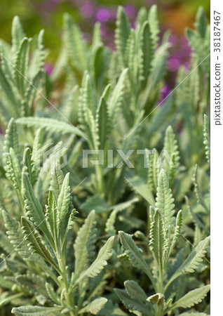 薰衣草,調味,辛香,草藥,藥用植物,香草,香草植物,花草,植物 薰衣草,調味,辛香,草藥,藥用植物,香草,香草植物,花草,植物 38187467
