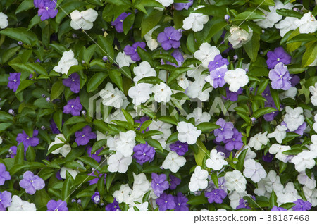 Jasmine, jasmine, purple flower, white flower, spice, herbal, medicinal plant, vanilla, vanilla plant 38187468