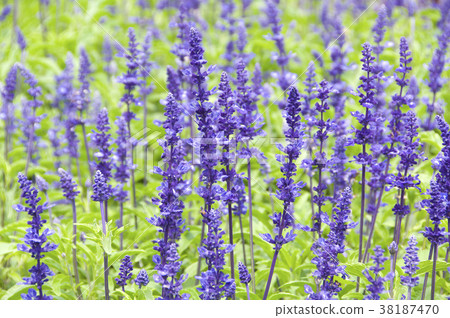 Purple flower snail, herbaceous plant, herb distribution plant. Purple flower snail, herbaceous plant, herb distribution plant. 38187470