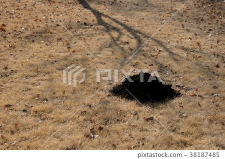 Mole mound on the grass Mole mound on the grass 38187485