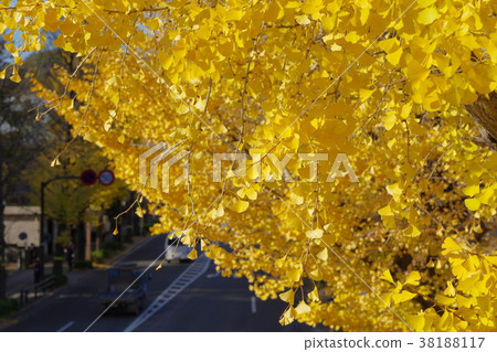 Fall Ginkgo Tree lined with colored Koshu Highway, near JR Takao Station, Fall Ginkgo Tree lined with colored Koshu Highway, near JR Takao Station, 38188117