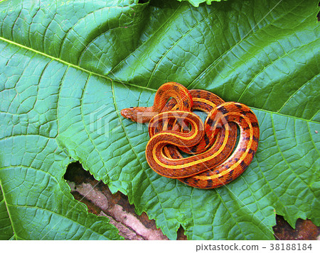 Striped Keelback, Xenochrophis vittatus, Saswad 38188184