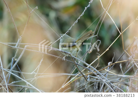 超大的Uguisu 超大的Uguisu 38188213