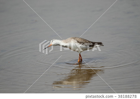 tsurushi冬天的翅膀 tsurushi冬天的翅膀 38188278