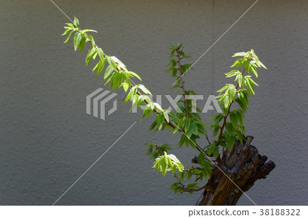 早春芽,鮮綠色 早春芽,鮮綠色 38188322