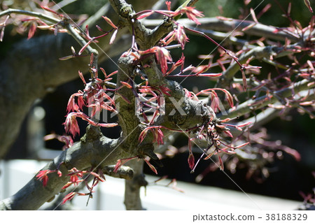 Early spring shoots, fresh green 38188329