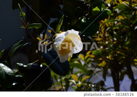 Spring fresh green, sprout Spring fresh green, sprout 38188516