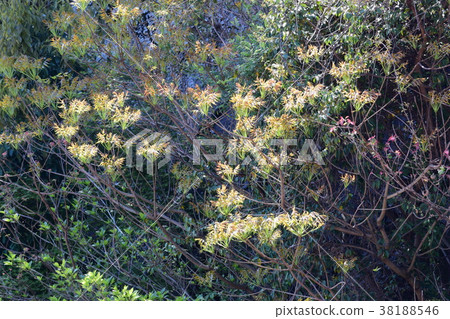 春天新鮮的綠色,發芽 春天新鮮的綠色,發芽 38188546