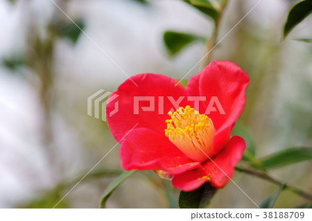 Otohana圖纏繞（Azuma金魚1） 38188709