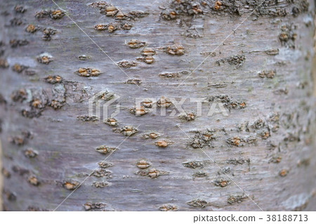 櫻花樹皮在冬天 38188713