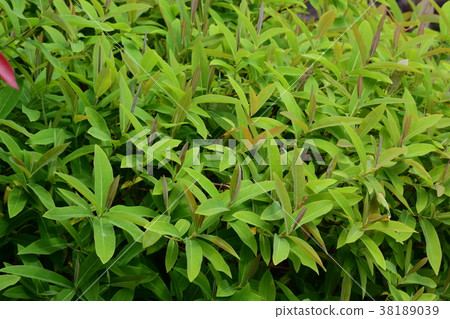 Fresh green, sprout 38189039