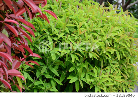 Fresh green, sprout 38189040