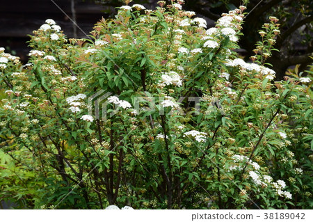 Fresh green, sprout 38189042