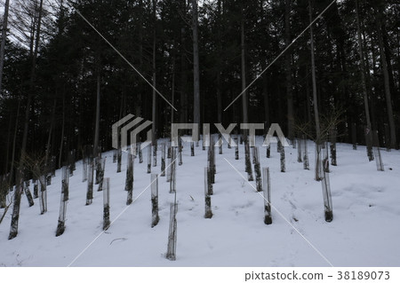 Planting trees covered with beast harm control net 38189073