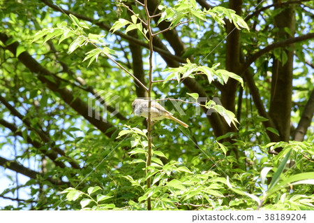 征服春天,Uguisu 征服春天,Uguisu 38189204