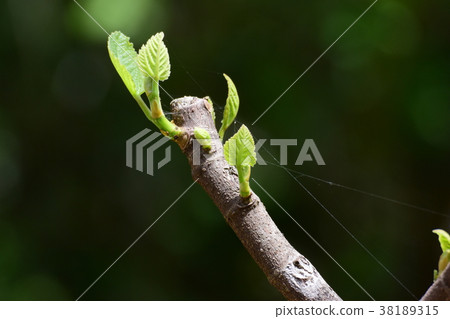 春天發芽,新鮮的綠色 春天發芽,新鮮的綠色 38189315