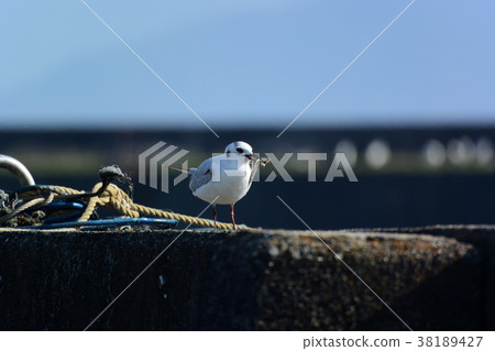 Black-headed sea urchin Black-headed sea urchin 38189427