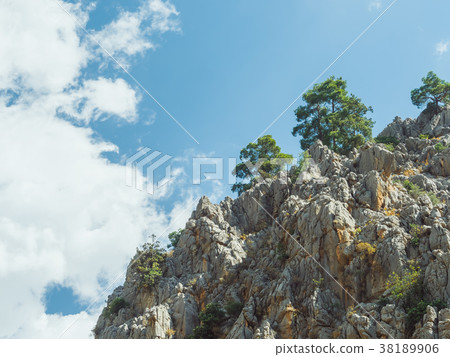Pine trees on cliff edge Pine trees on cliff edge 38189906