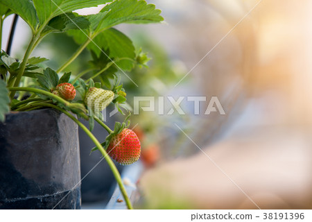 strawberry planting strawberry planting 38191396