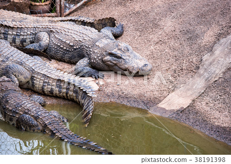 crocodile 38191398