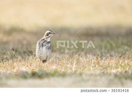 鵝口瘡鵝口瘡 38191416