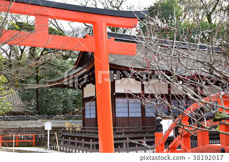 環橋和科林的梅花 38192017