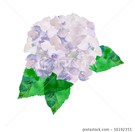 繡球花白色 繡球花白色 38192355