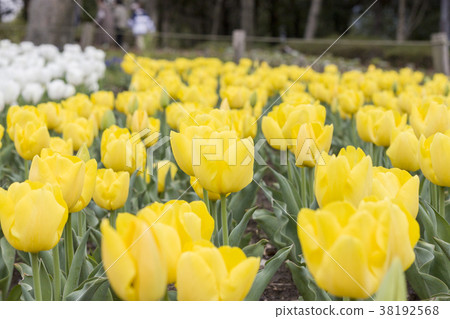 Yellow Komachi Flowerbed 38192568