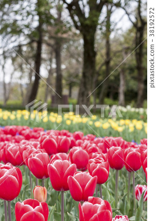 功夫花壇 功夫花壇 38192572