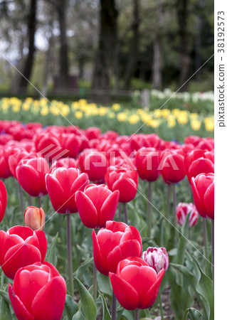 功夫花壇 功夫花壇 38192573