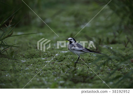 台灣Haksekirei 38192952