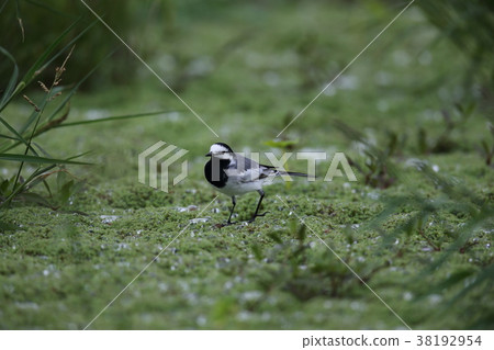 Taiwan Haksekirei 38192954