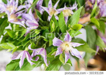 bouquet of lilac clematis flowers in glass vase bouquet of lilac clematis flowers in glass vase 38193194