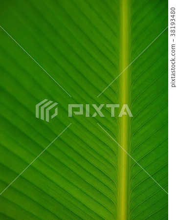 Green leaf texture for pattern and background. 38193480