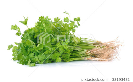 Fresh coriander (cilantro) with roots on white  38193481