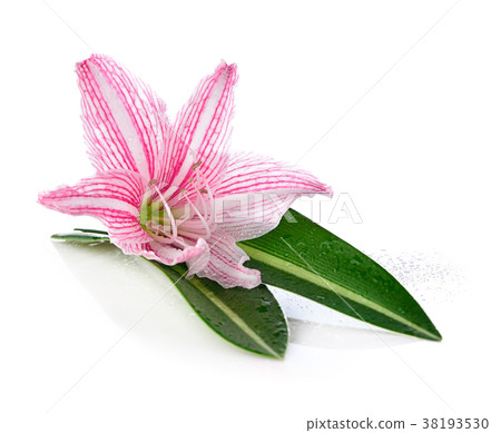 Wan-See-Til (Hippeastrum johnsonii.) Wan-See-Til (Hippeastrum johnsonii.) 38193530